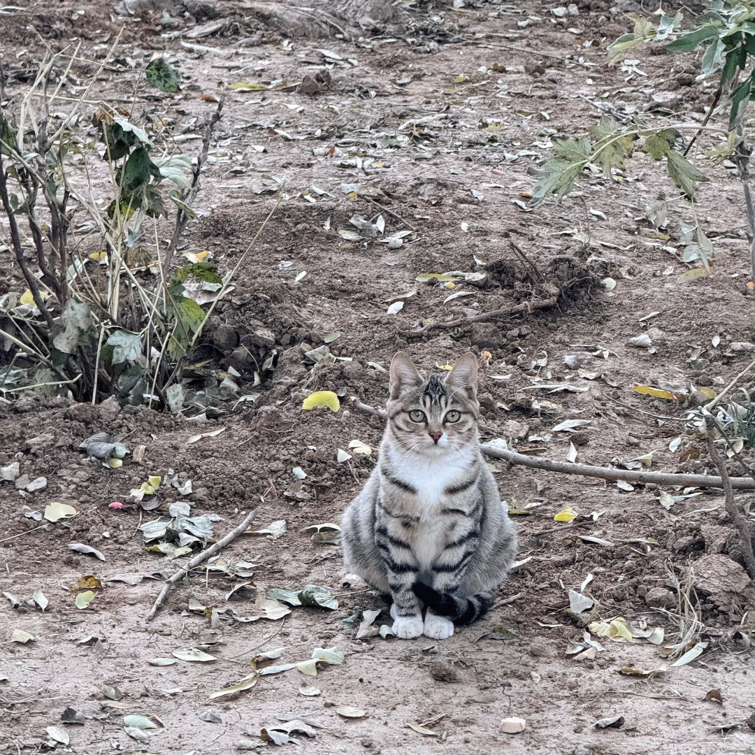 How time flies! 转眼又是满地落叶