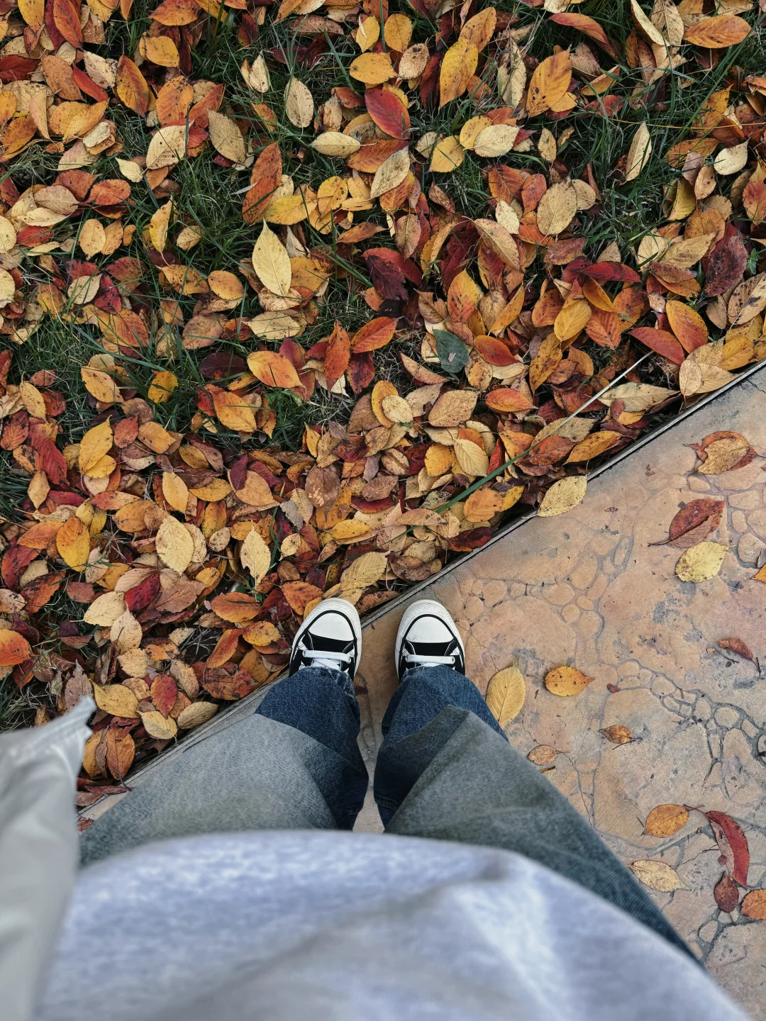 How time flies! 转眼又是满地落叶