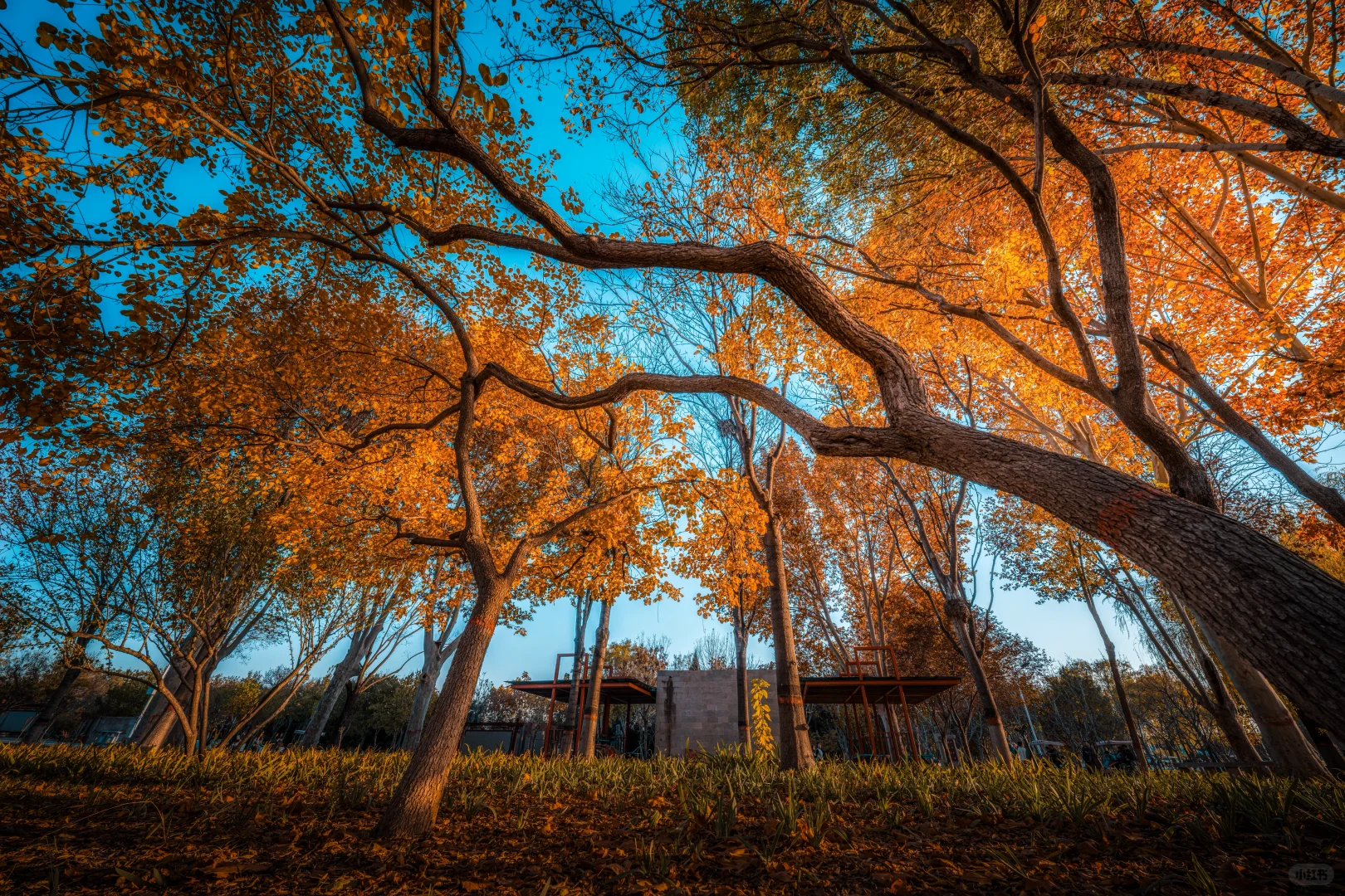 石家庄植物园的秋