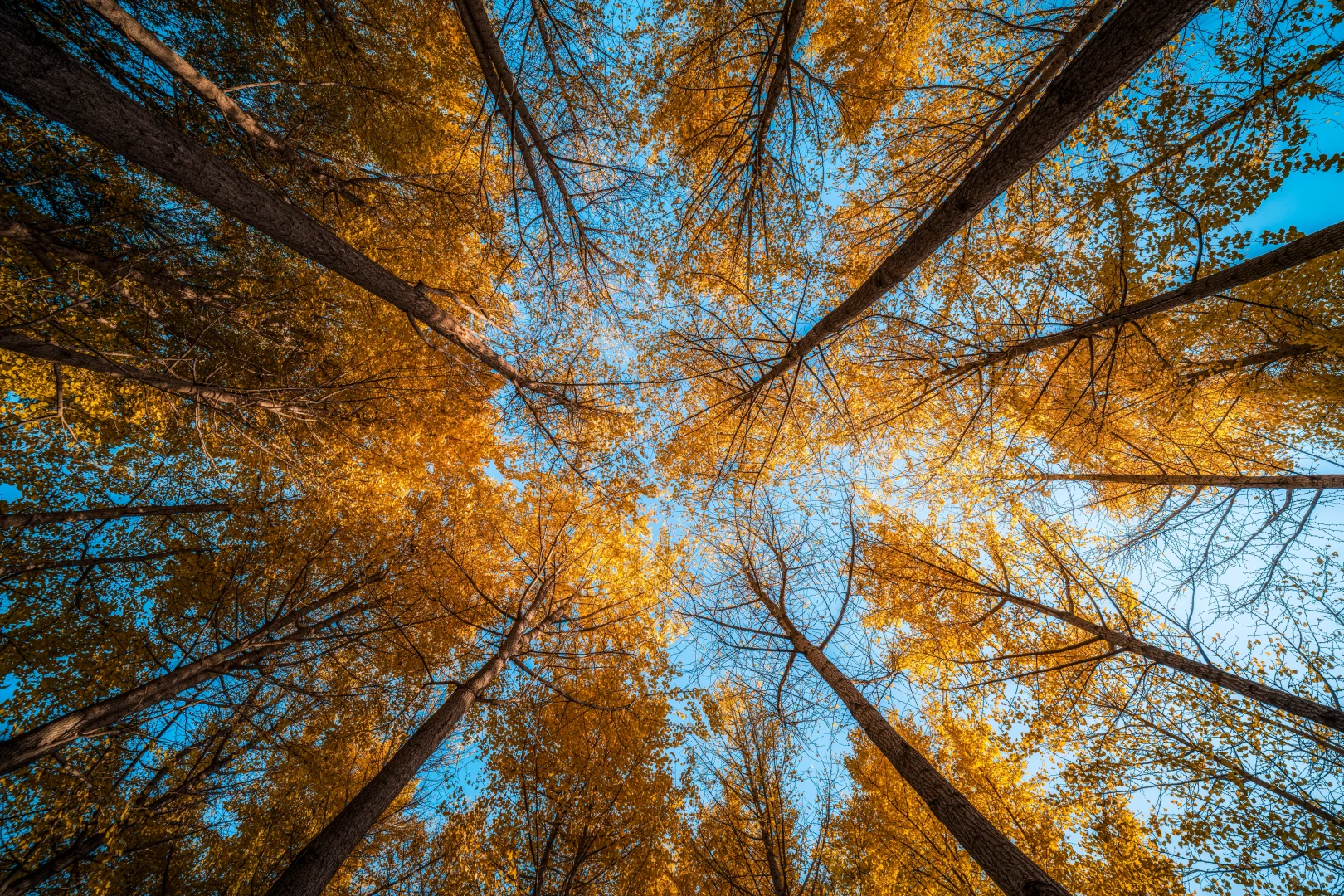 石家庄植物园的秋