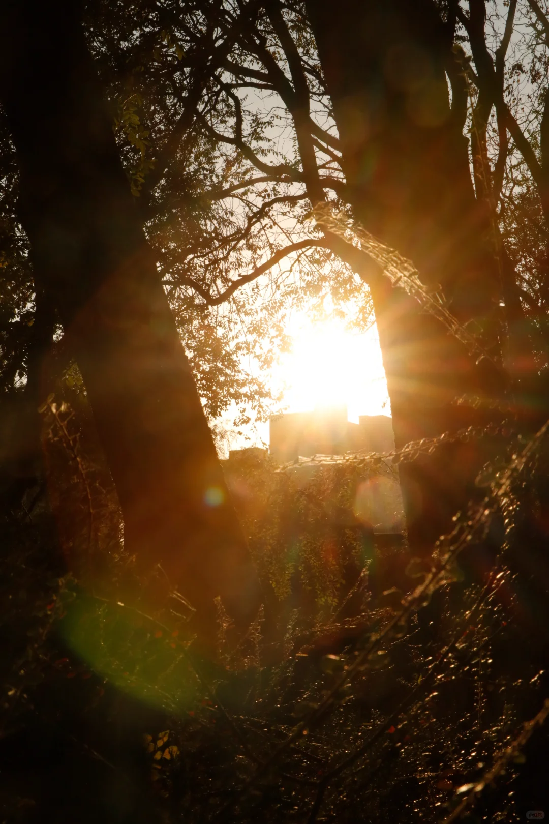 可惜你不在石家庄🍂