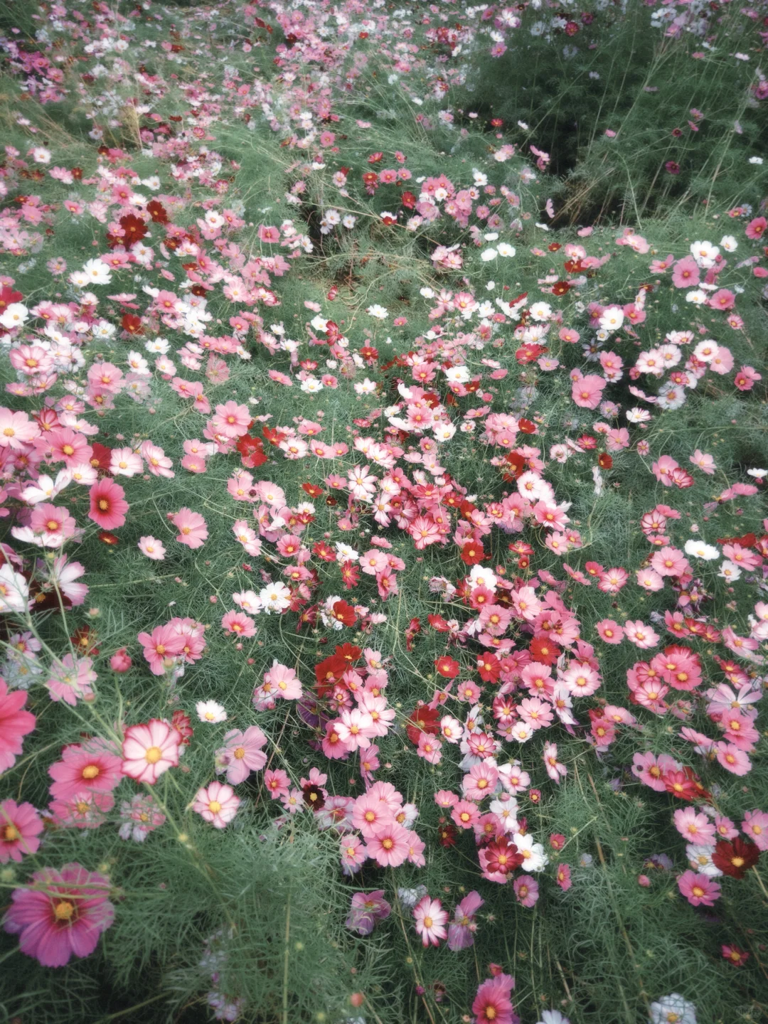 石家庄滹沱河太出片！！！大片格桑花