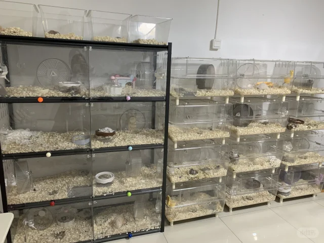 石家庄益友实体店金丝熊舍