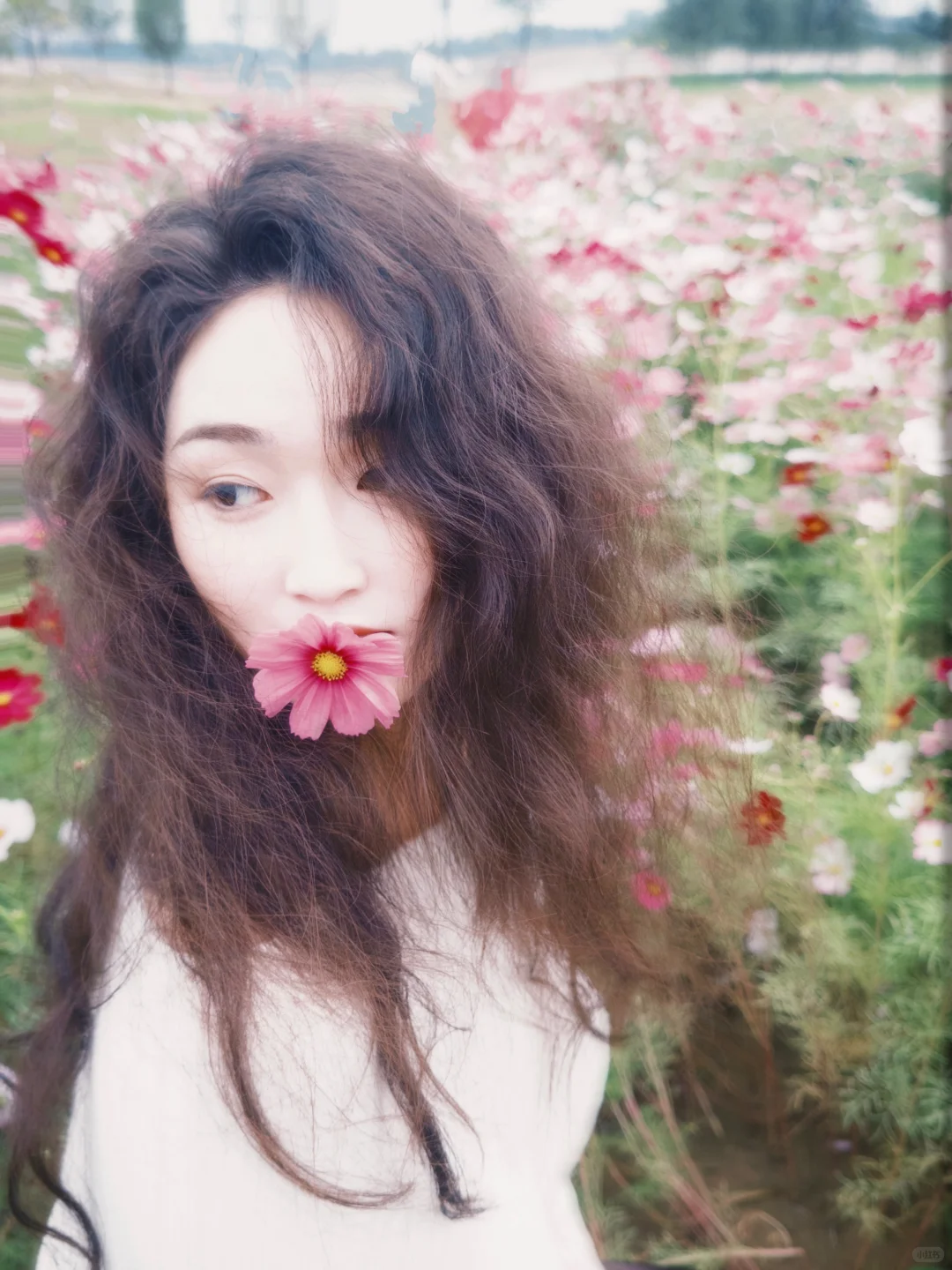 石家庄滹沱河太出片！！！大片格桑花