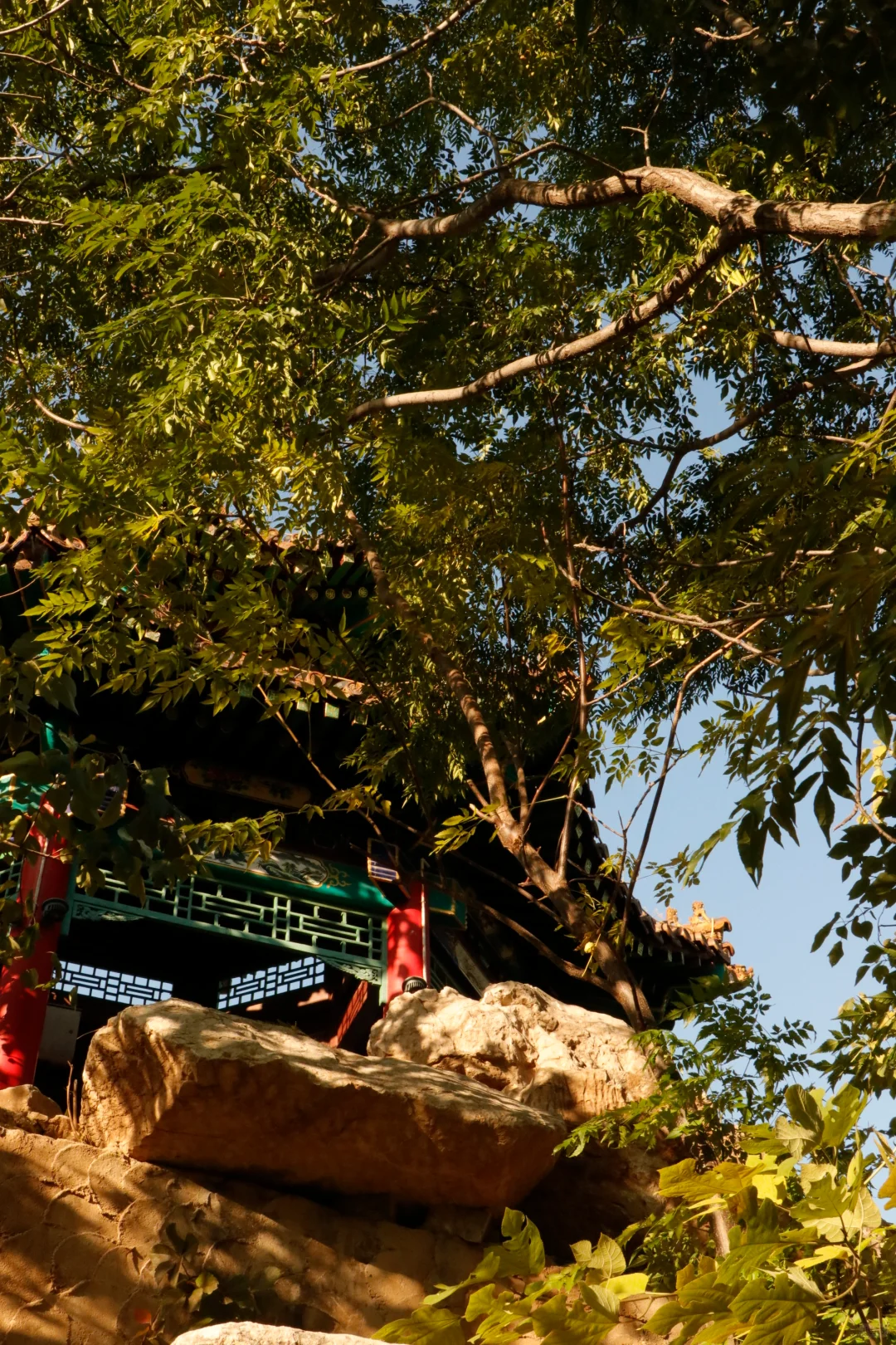 可惜你不在石家庄🍂