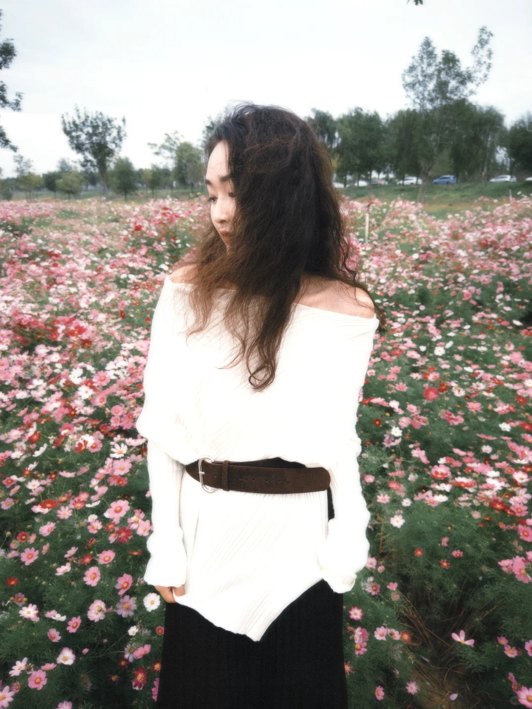 石家庄滹沱河太出片！！！大片格桑花