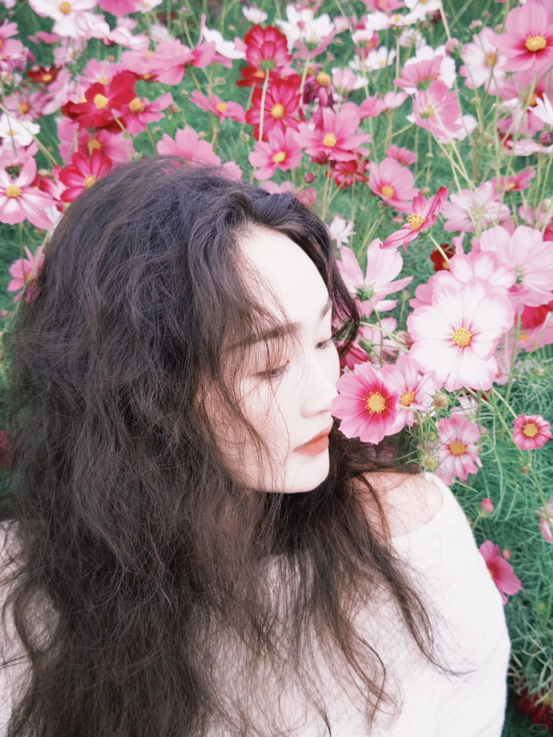 石家庄滹沱河太出片！！！大片格桑花