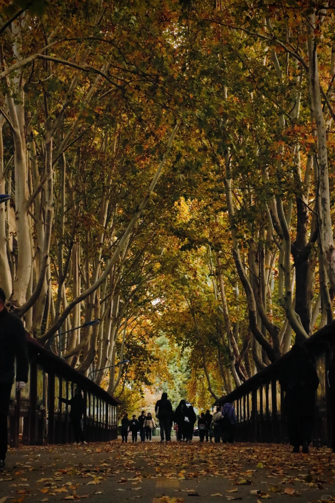 可惜你不在石家庄🍂