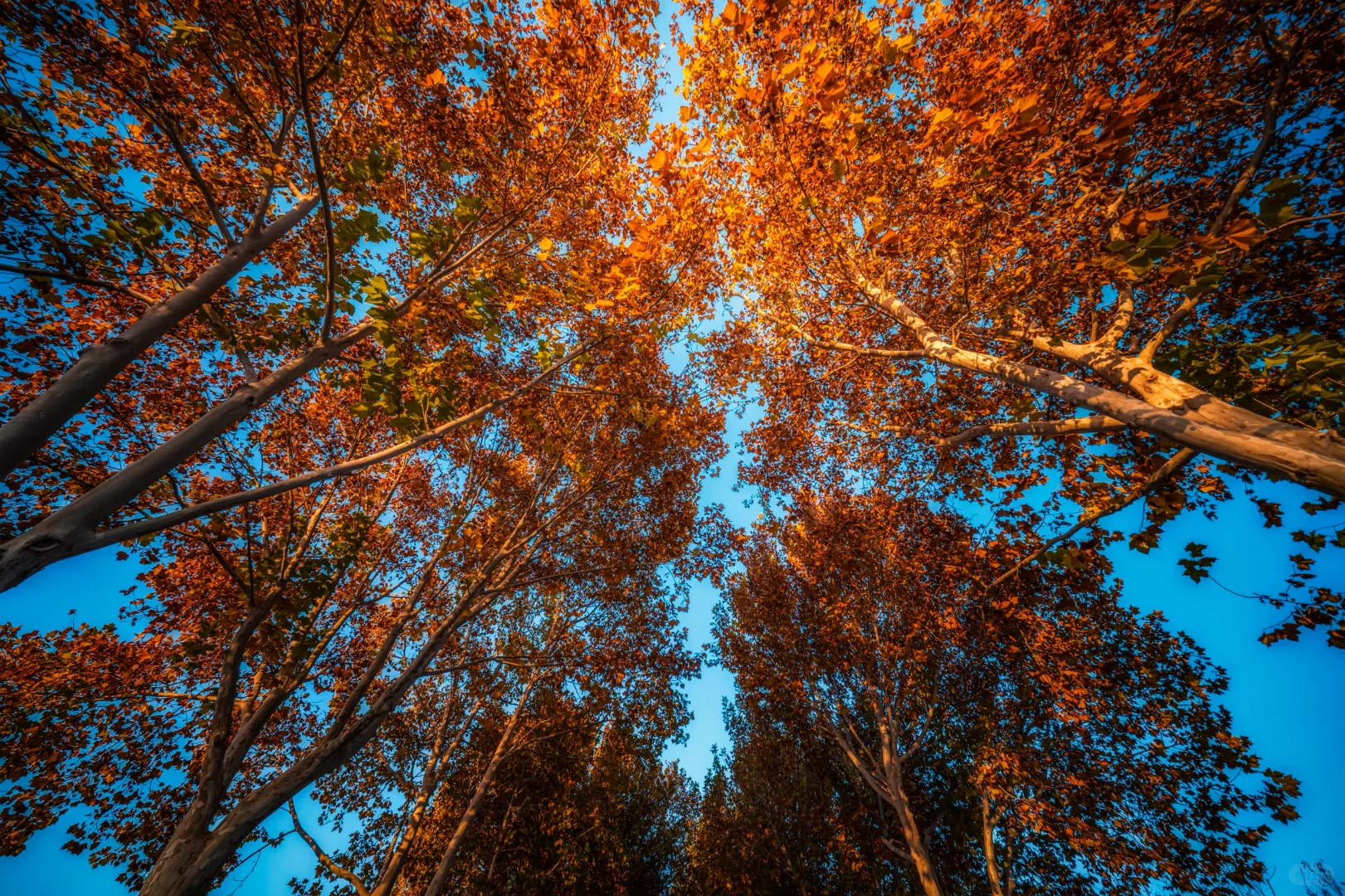 石家庄植物园的秋