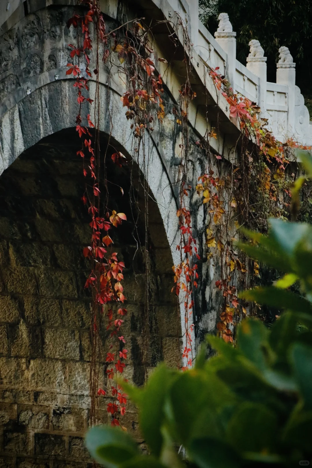 可惜你不在石家庄🍂