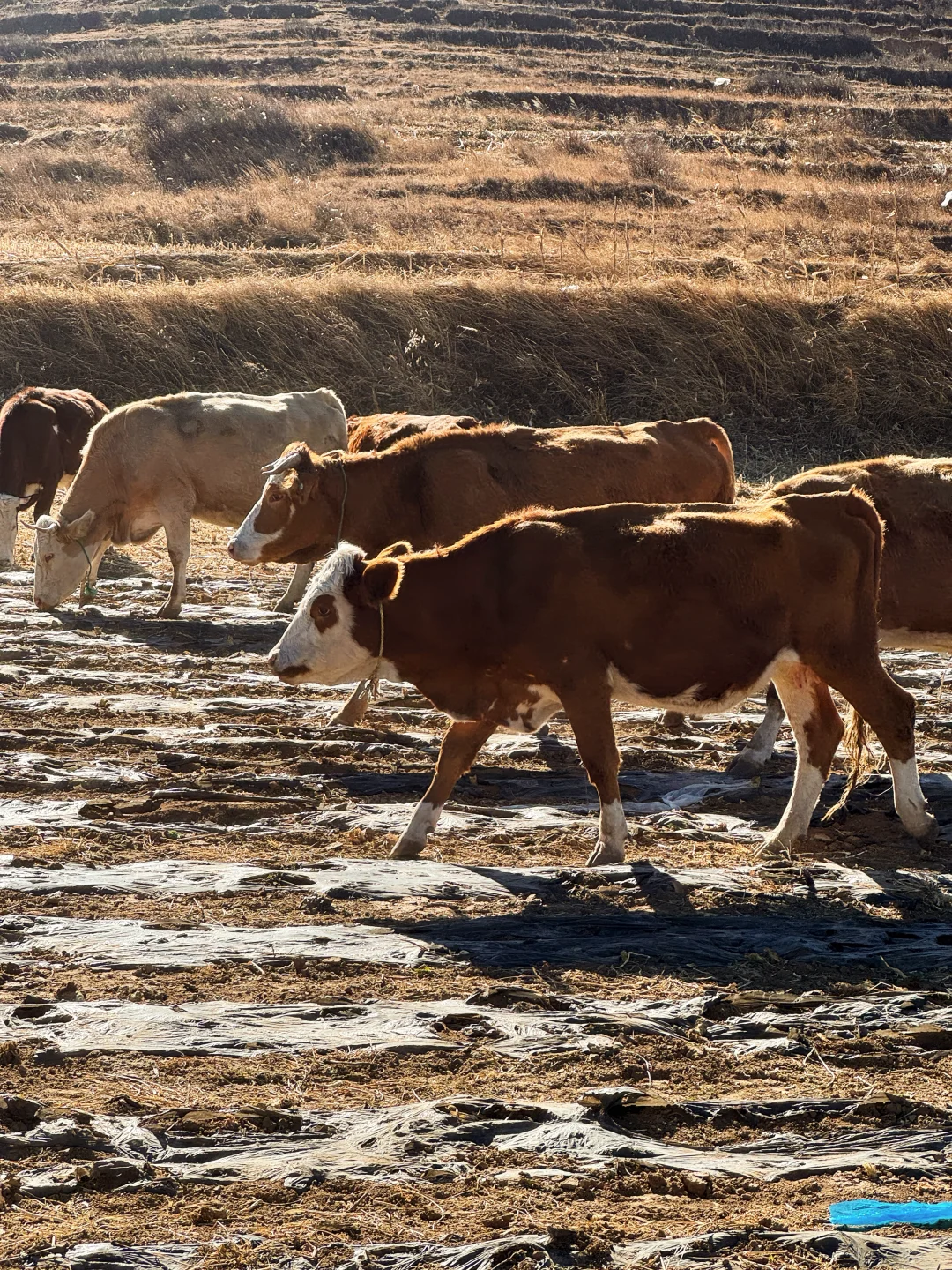 邢台出发1.5h｜感受太行腹地的乡野风貌