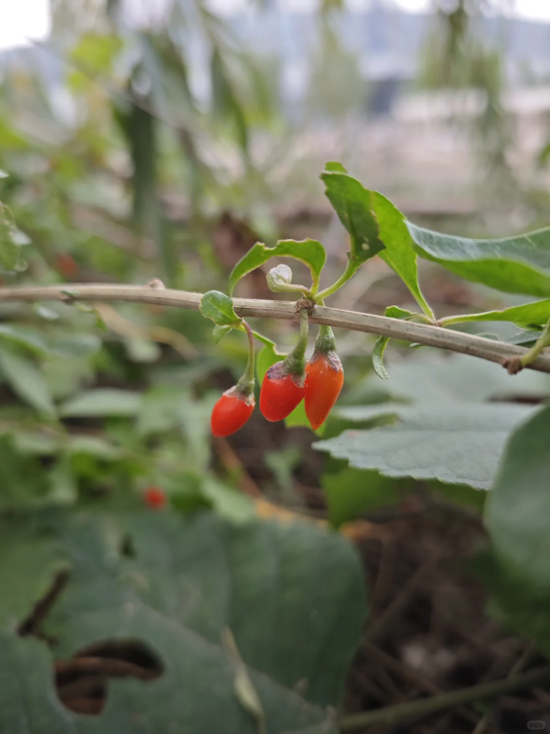 邢台真有泉眼呐！