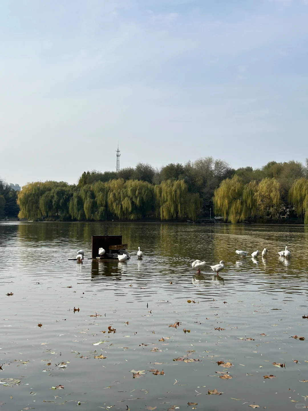 邢台|邢台人的公园记忆
