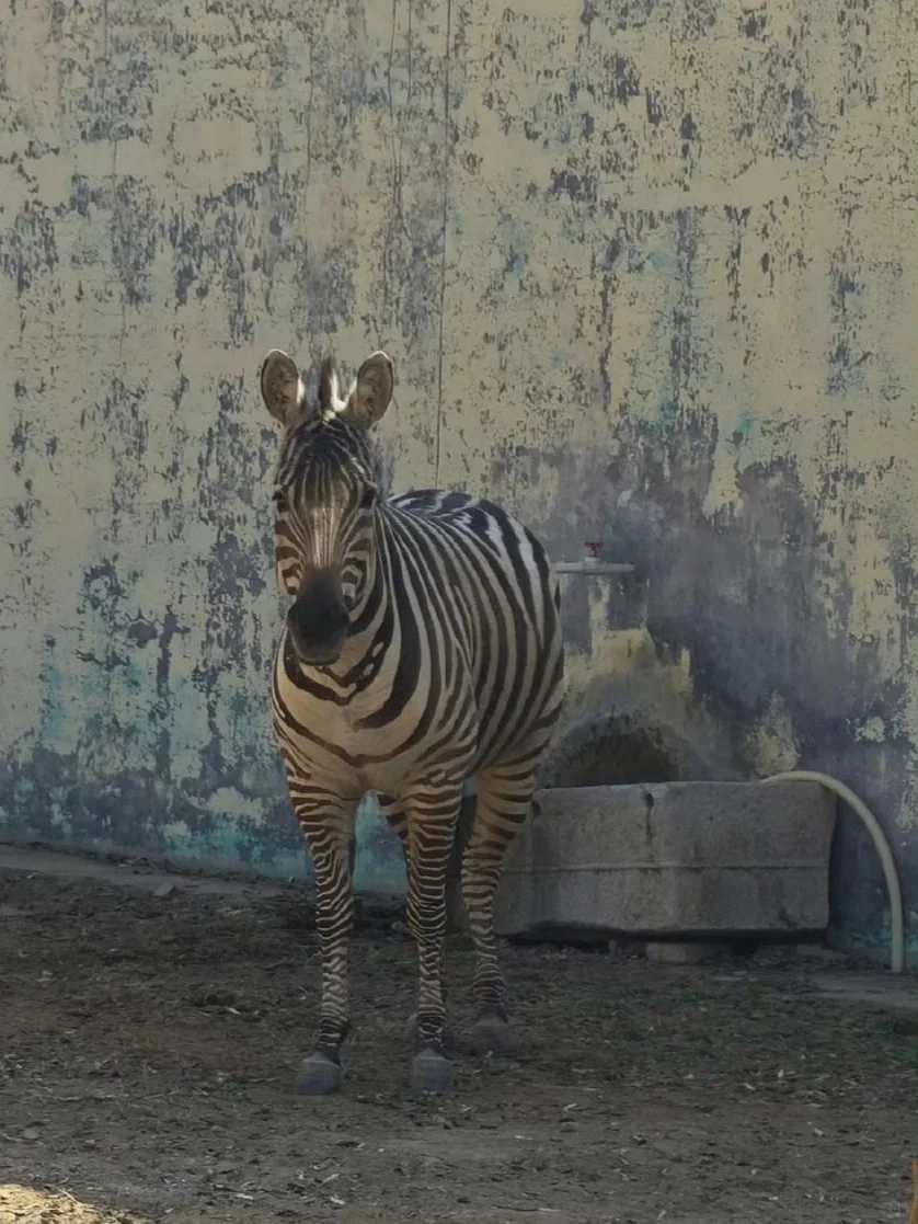 04女大周末特种兵旅行之📍邢台