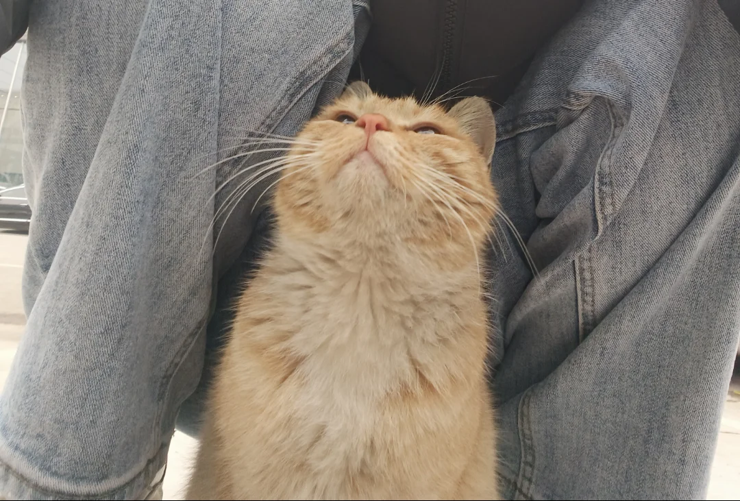 邢台找愿意领养可爱咪咪的朋友