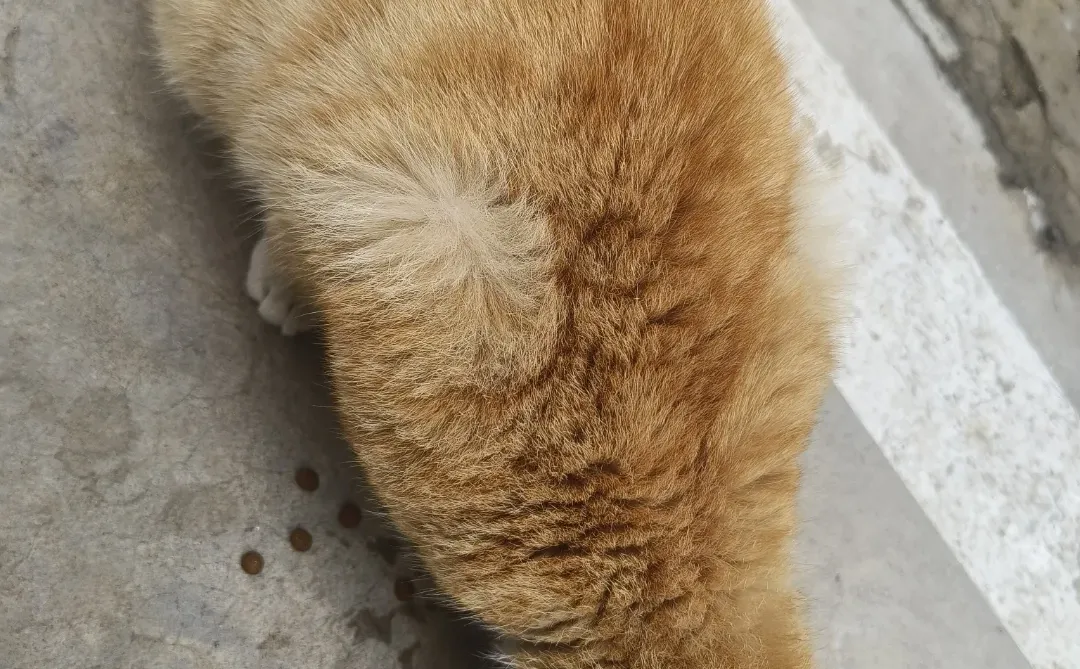 邢台找愿意领养可爱咪咪的朋友