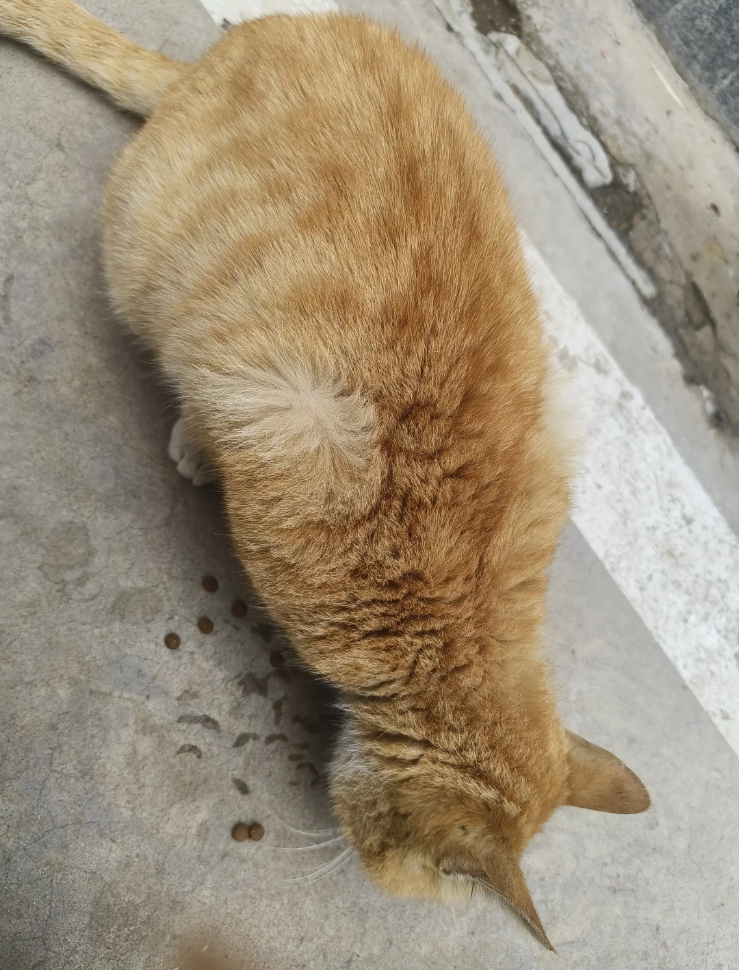 邢台找愿意领养可爱咪咪的朋友