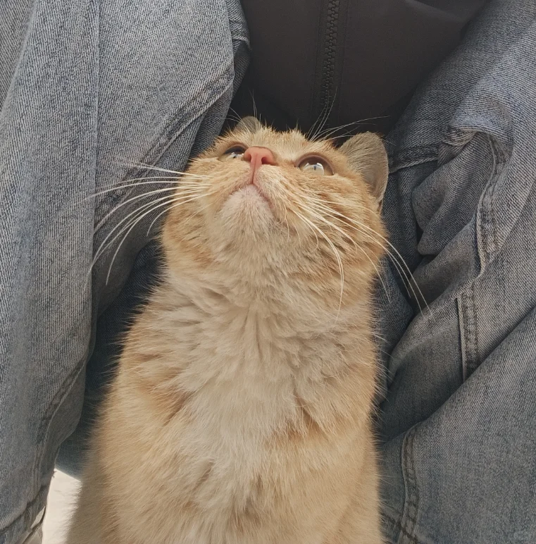 邢台找愿意领养可爱咪咪的朋友