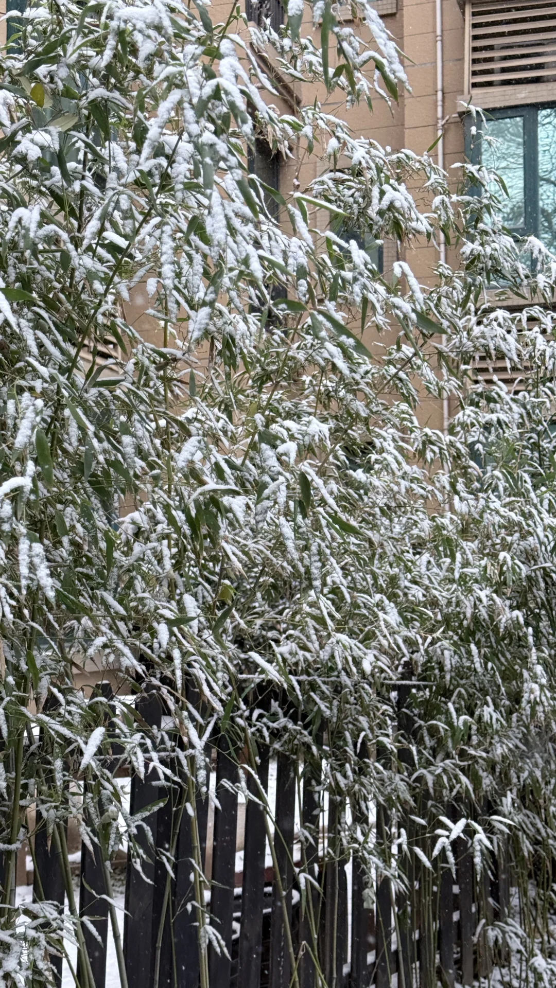 2025年12月12日，石家庄初雪❄️