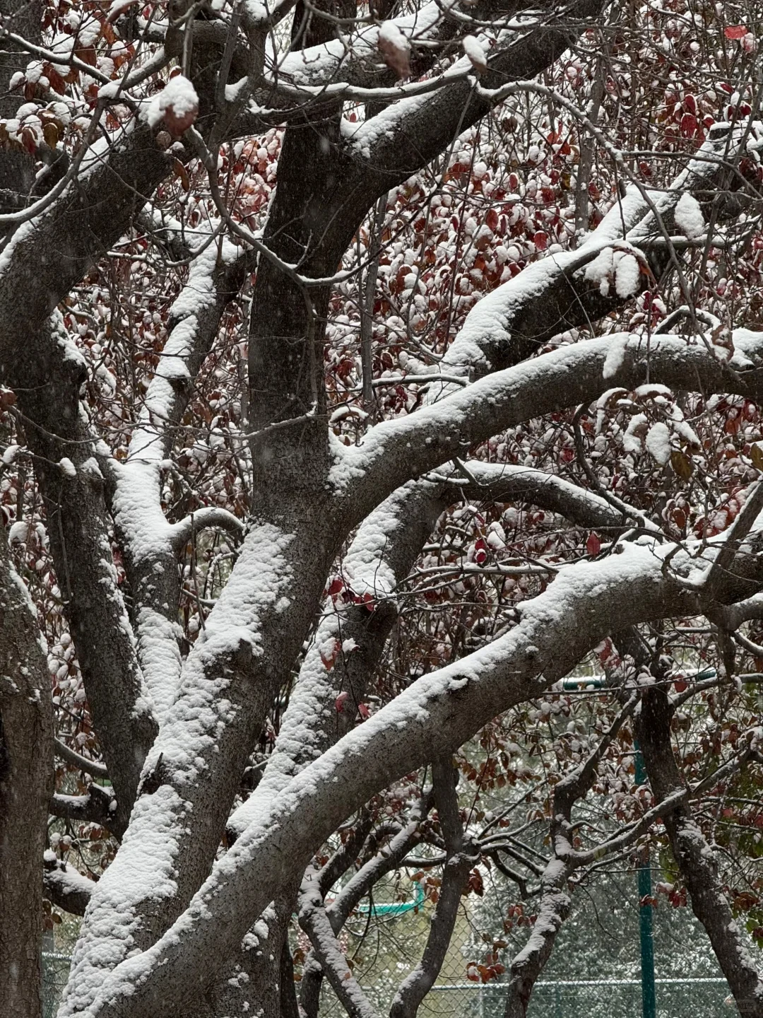 石家庄初雪❄️