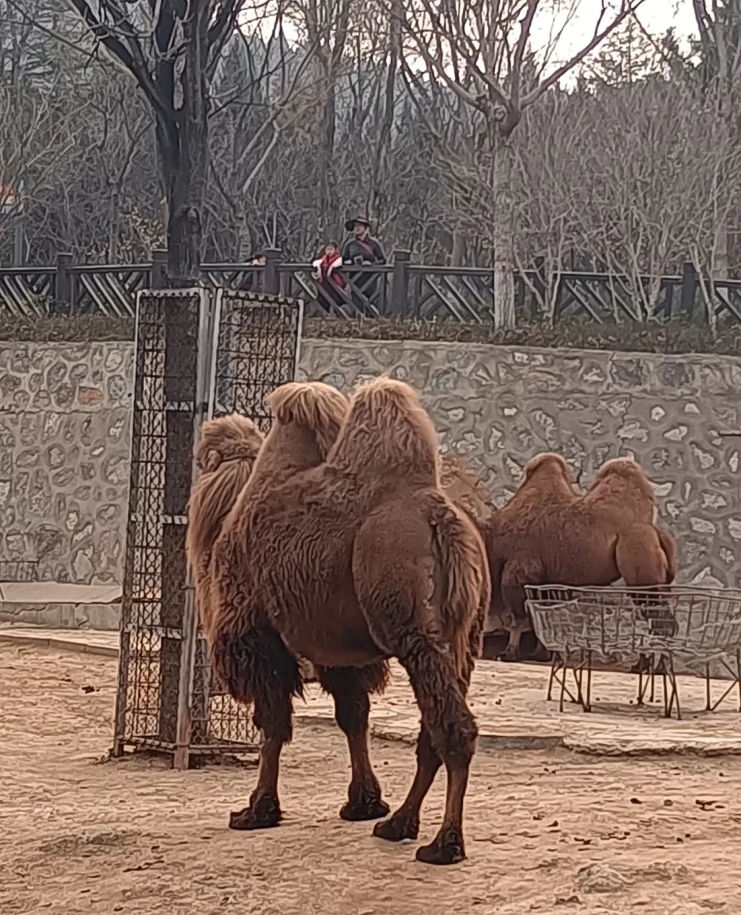 石家庄动物园，这30块钱门票还挺值的！