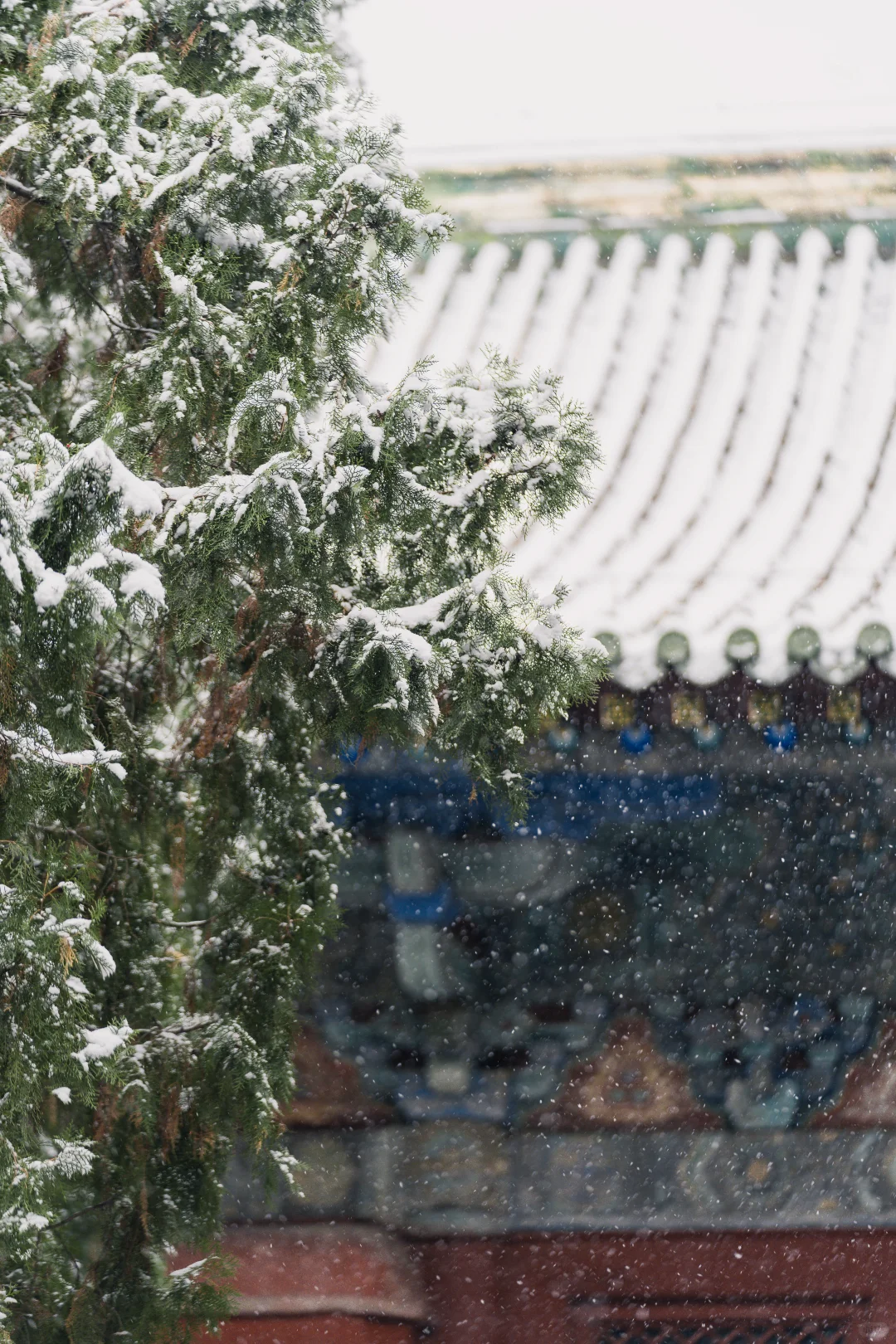 石家庄初雪，赴隆兴寺之约❄️