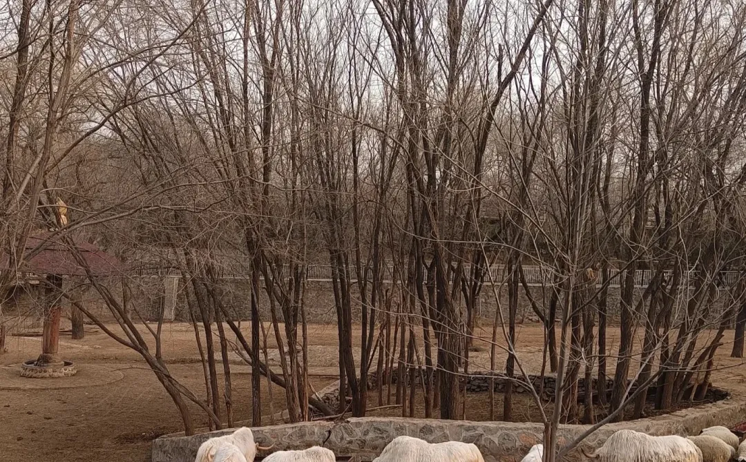 石家庄动物园，这30块钱门票还挺值的！