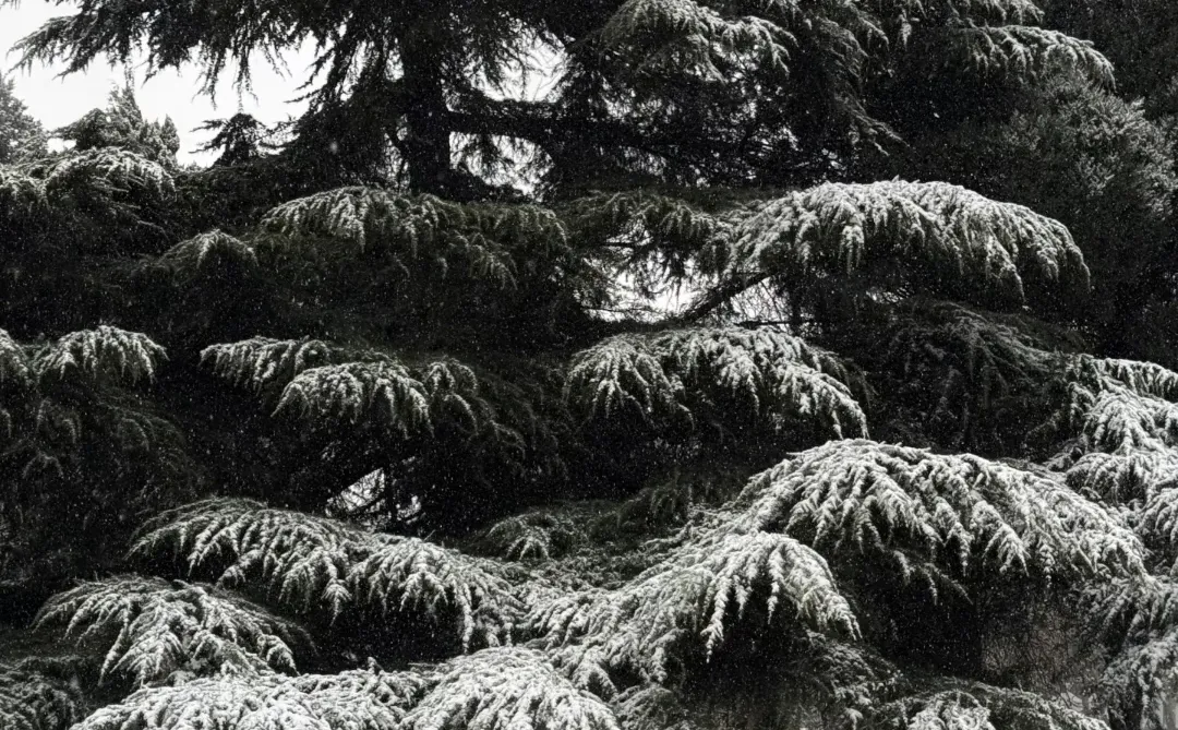 石家庄初雪❄️