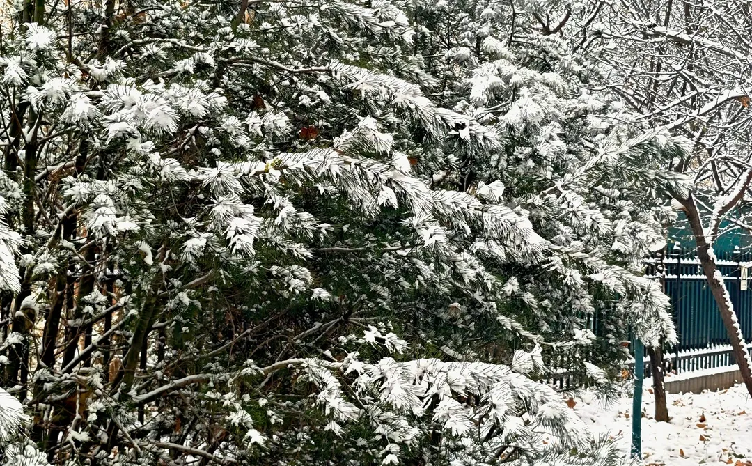 石家庄还有雪吗？