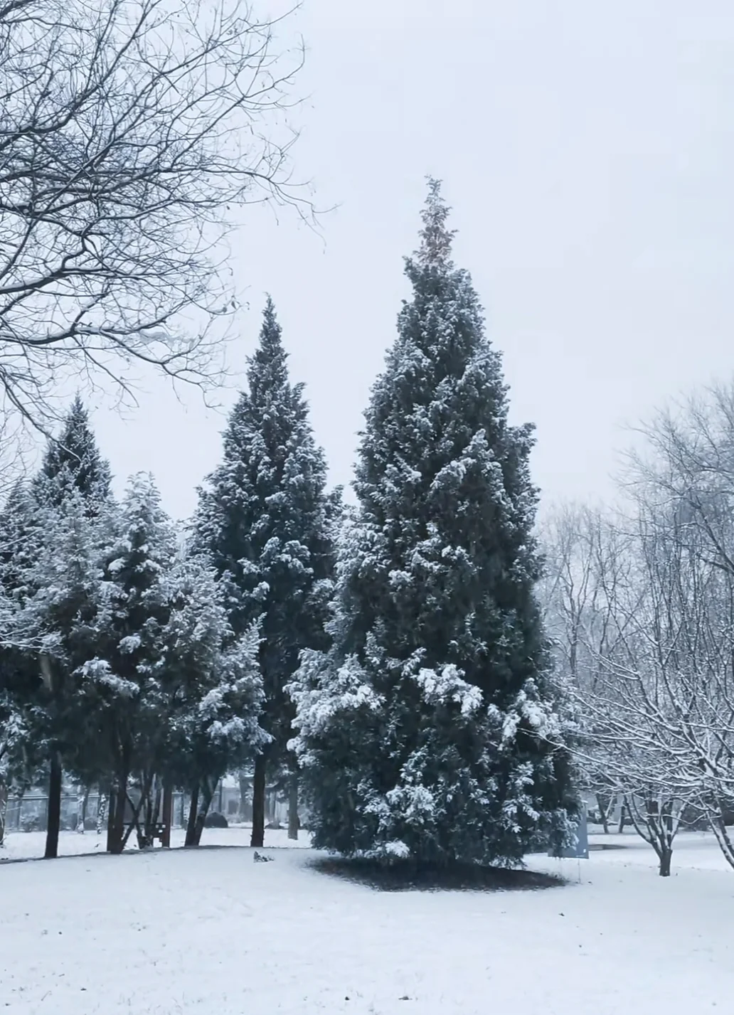 石家庄初雪❄️