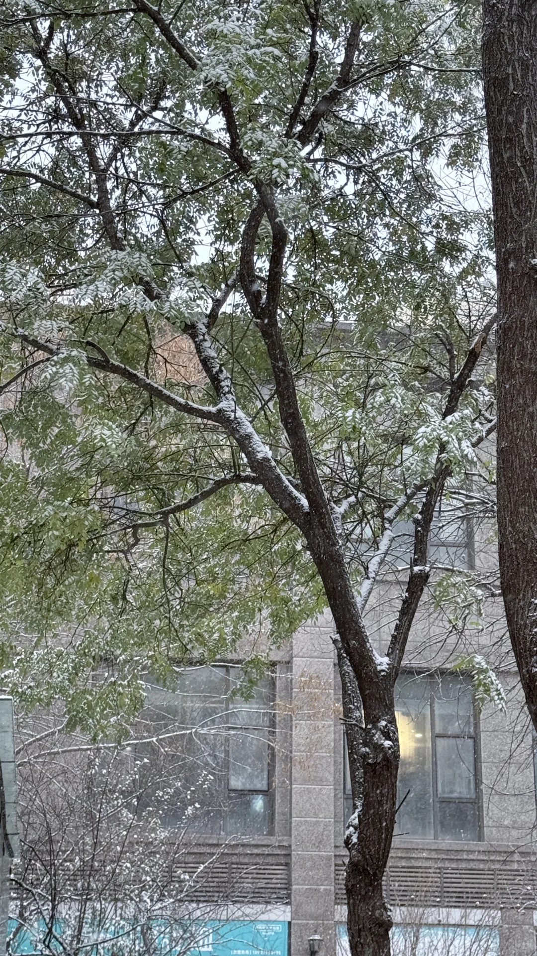 2025年12月12日，石家庄初雪❄️