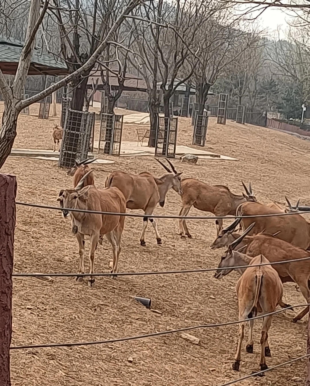 石家庄动物园，这30块钱门票还挺值的！