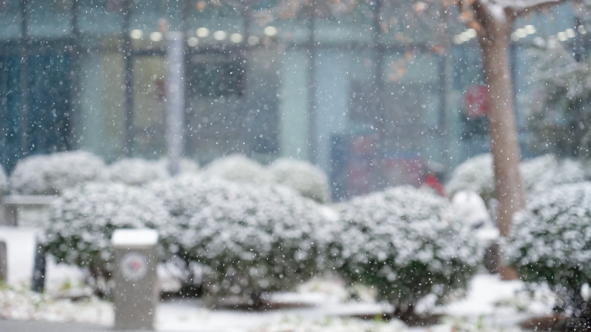 石家庄下雪啦，冬天的第一场雪🌨️