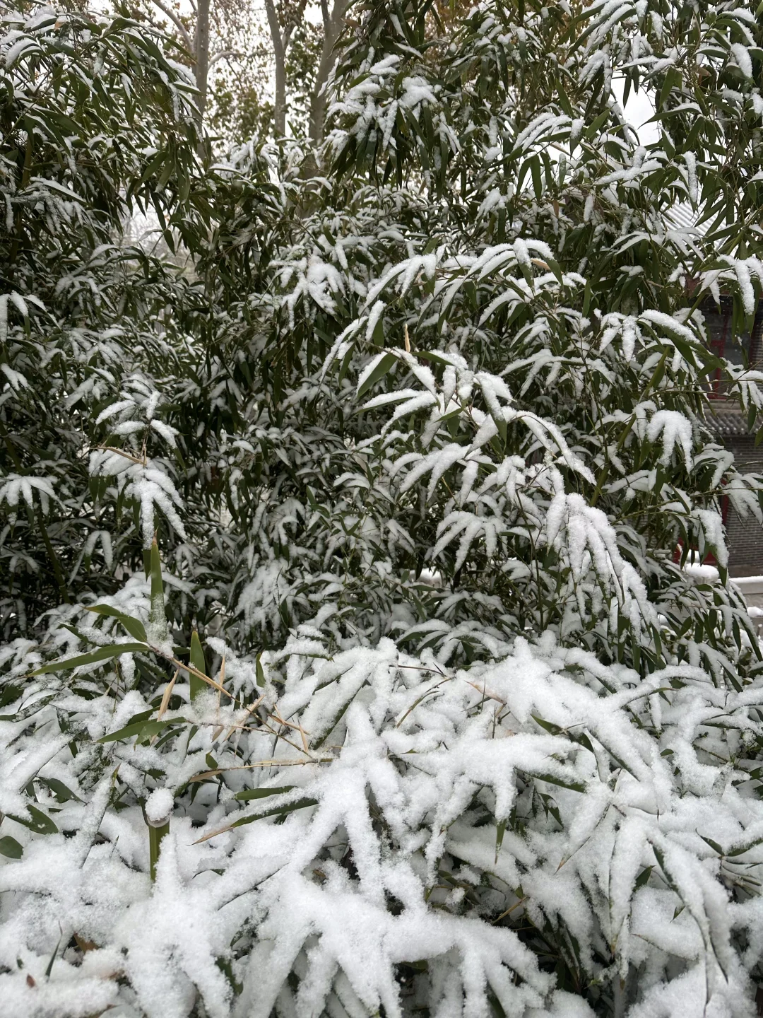 12月2日实况！！邯郸的大雪好美！！！