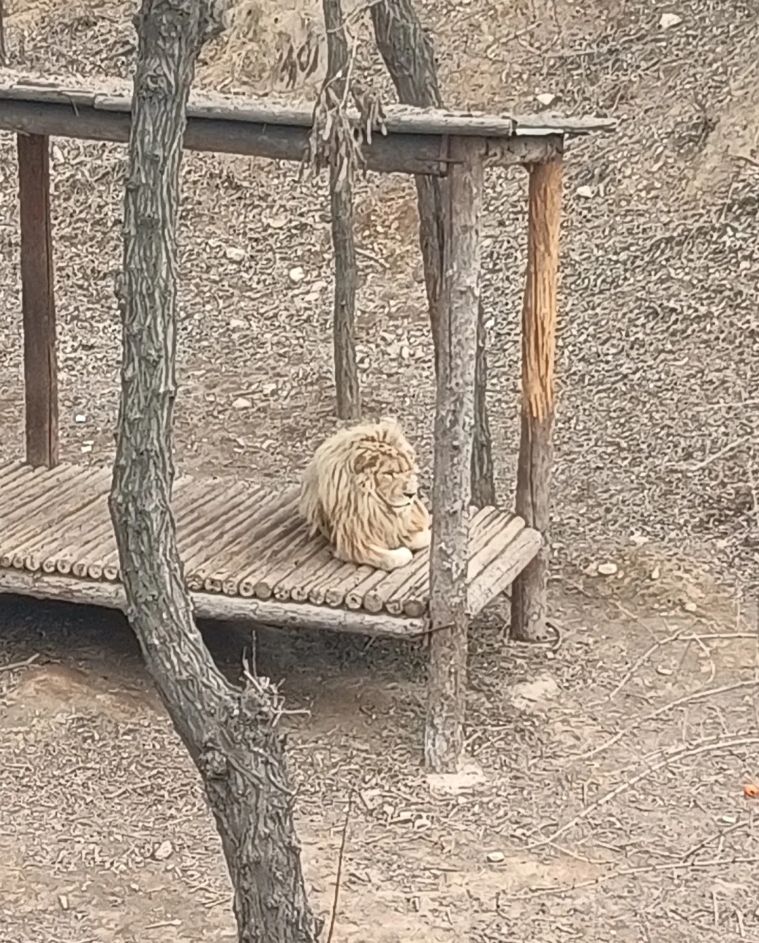 石家庄动物园，这30块钱门票还挺值的！