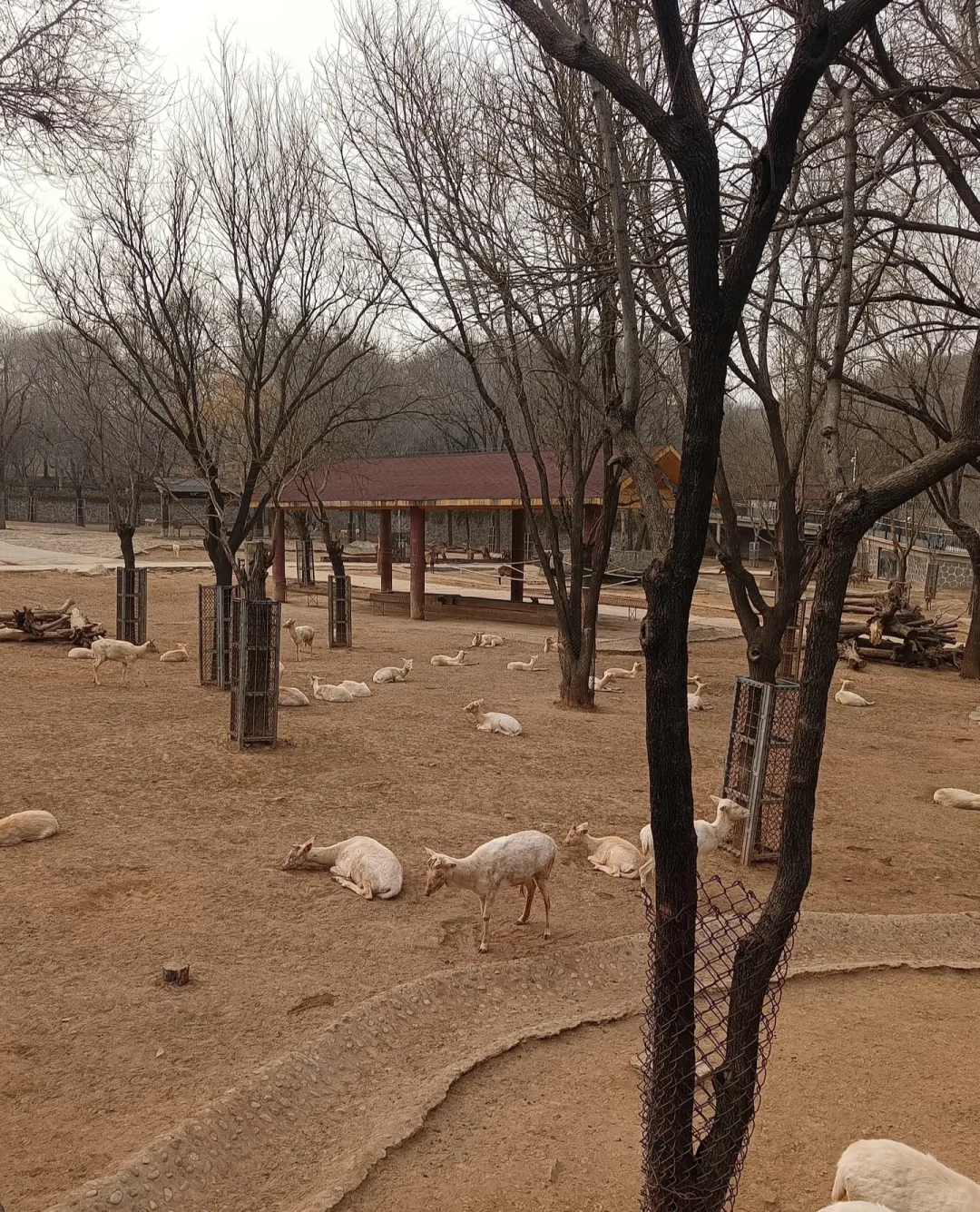 石家庄动物园，这30块钱门票还挺值的！