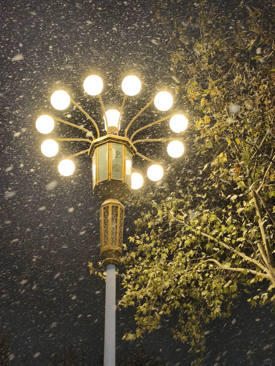 分享你手机里的初雪照片！！！！