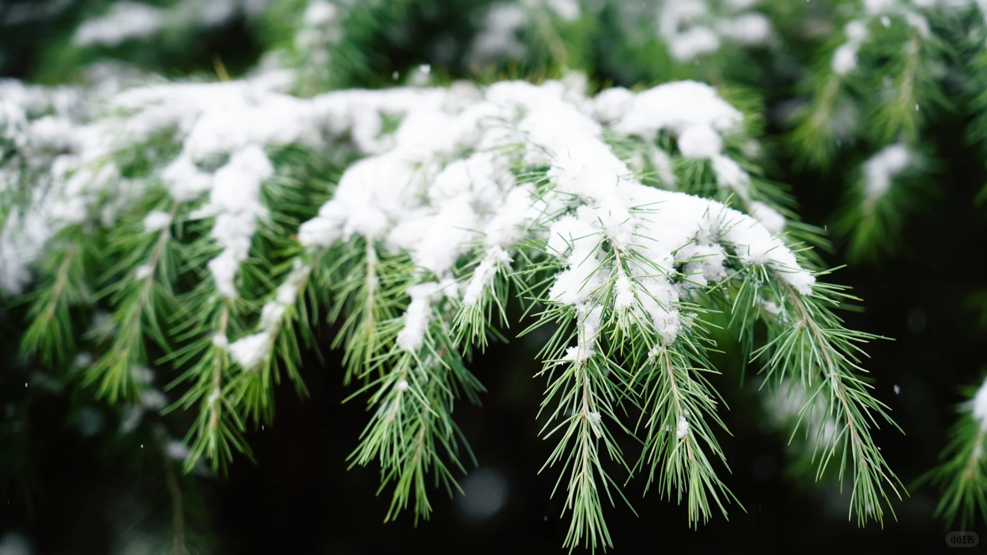 石家庄下雪啦，冬天的第一场雪🌨️
