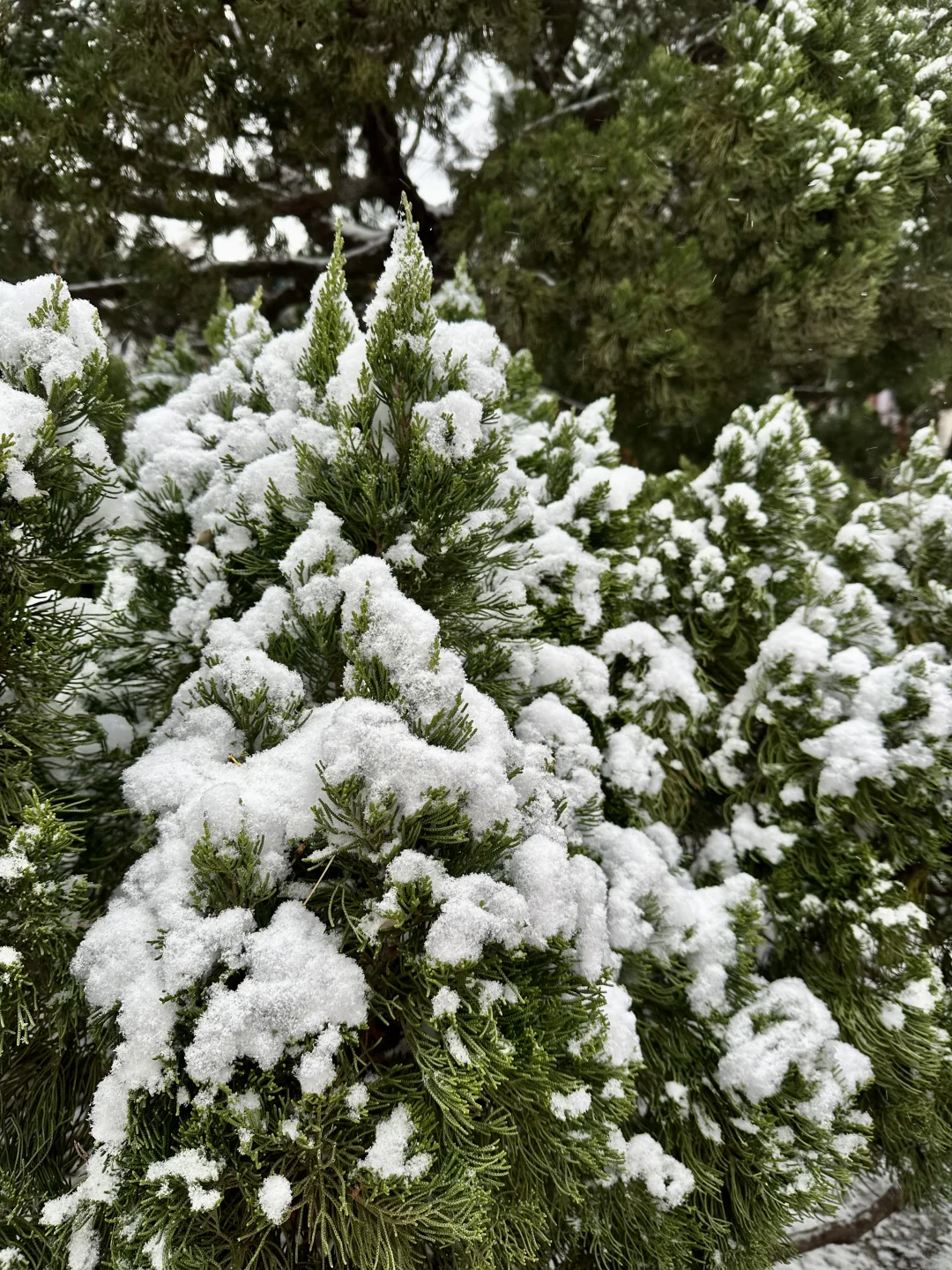 12月2日实况！！邯郸的大雪好美！！！