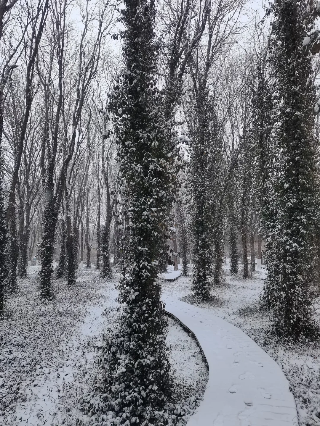 石家庄初雪❄️