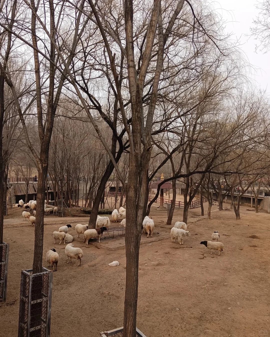 石家庄动物园，这30块钱门票还挺值的！