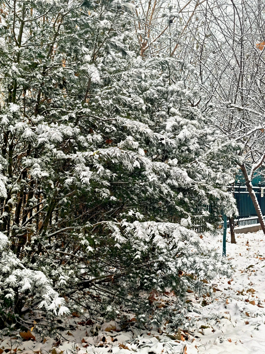 石家庄还有雪吗？