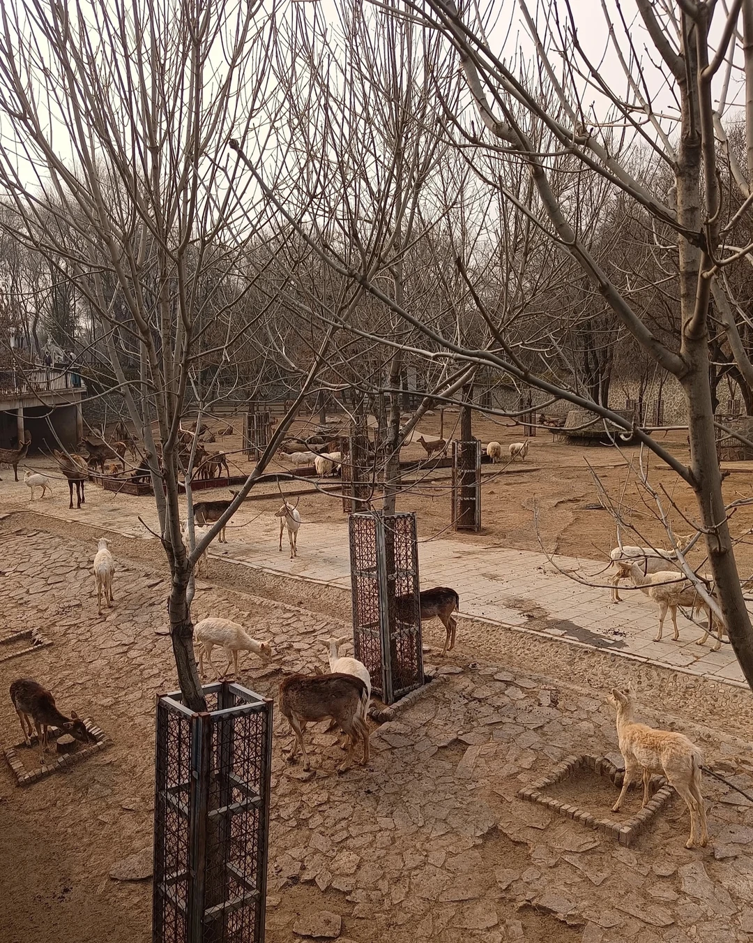 石家庄动物园，这30块钱门票还挺值的！