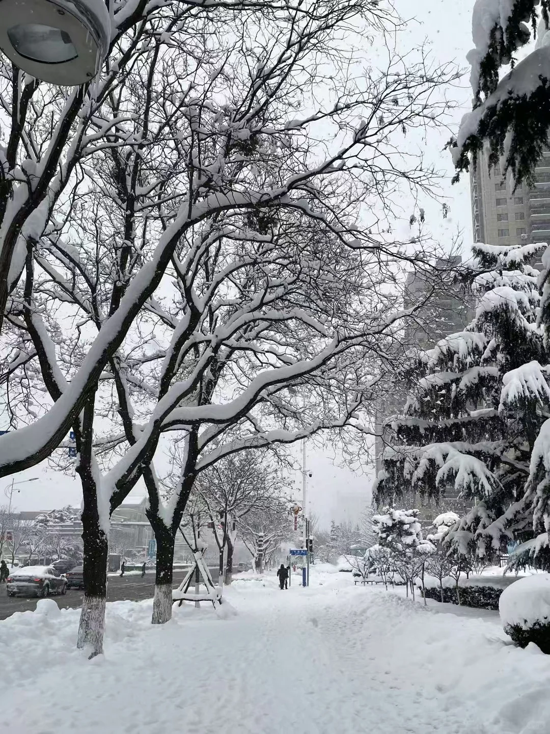 石家庄初雪❄️