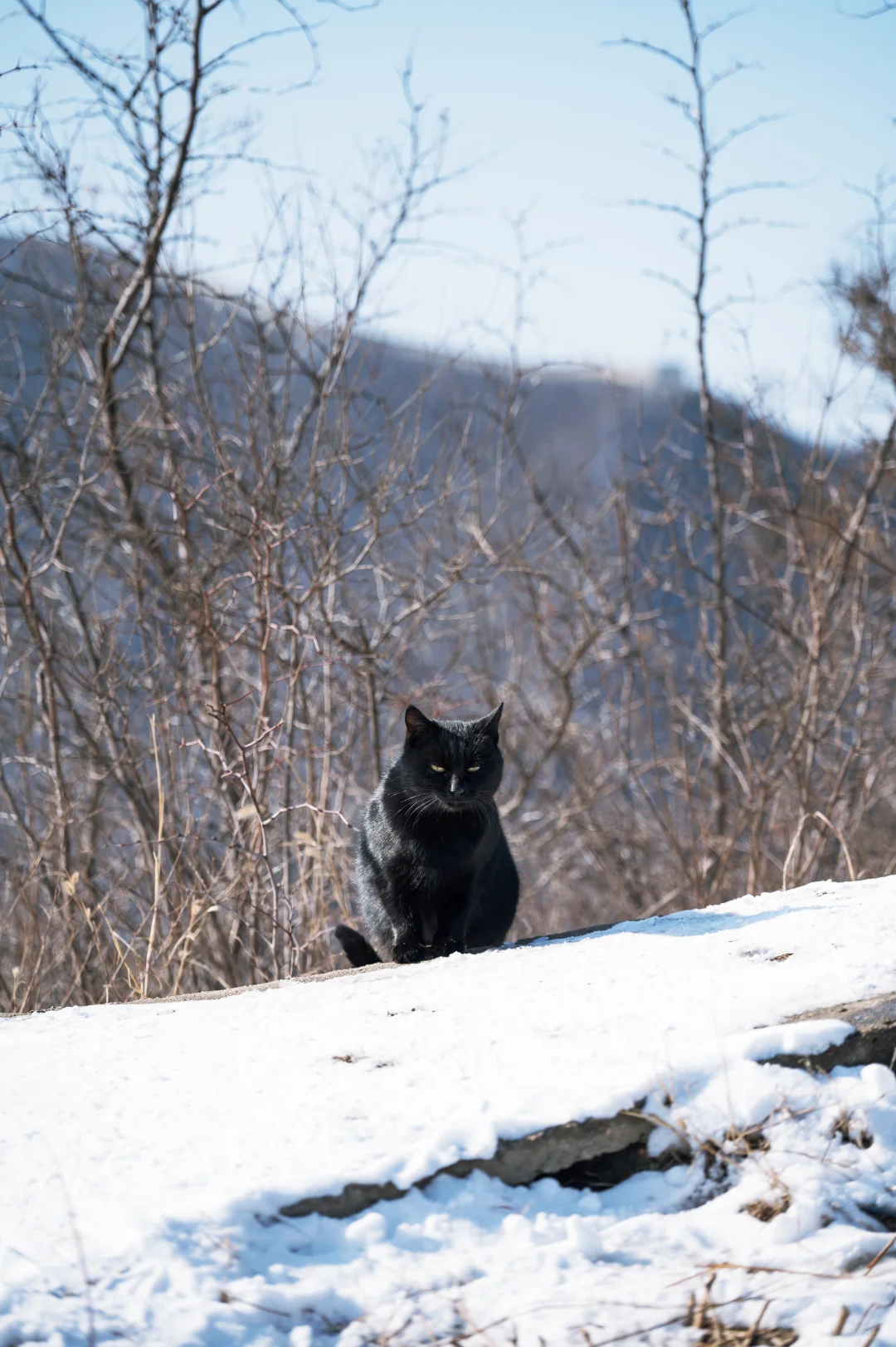 雪后的石家庄西山