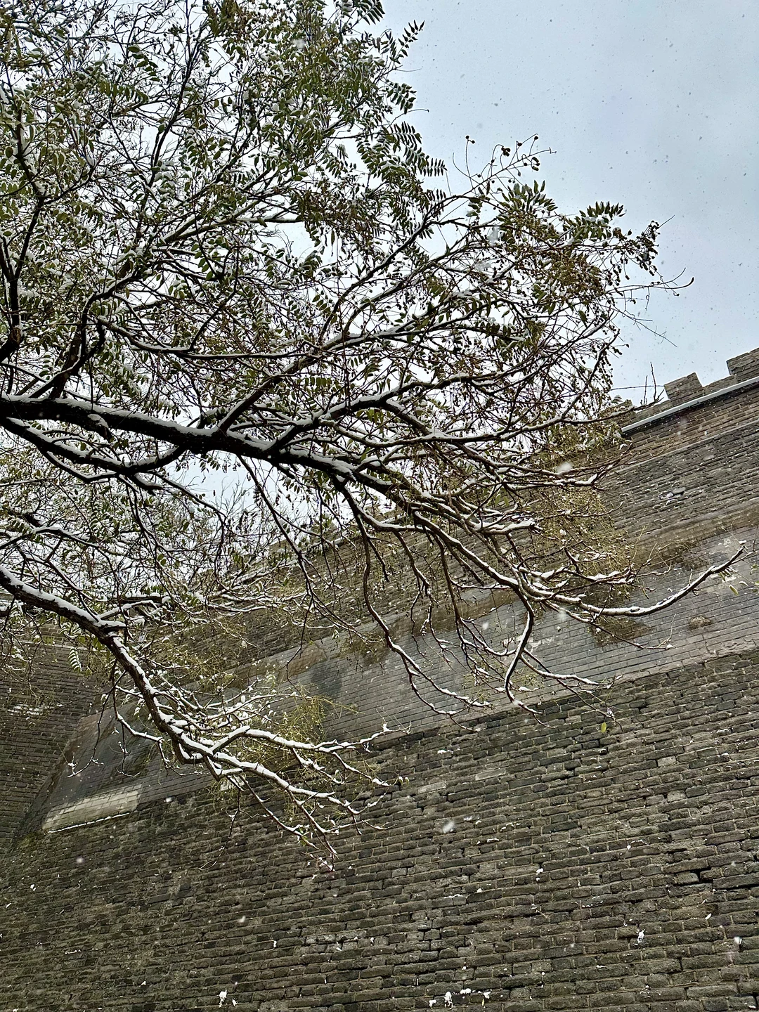 12月2日实况！！邯郸的大雪好美！！！