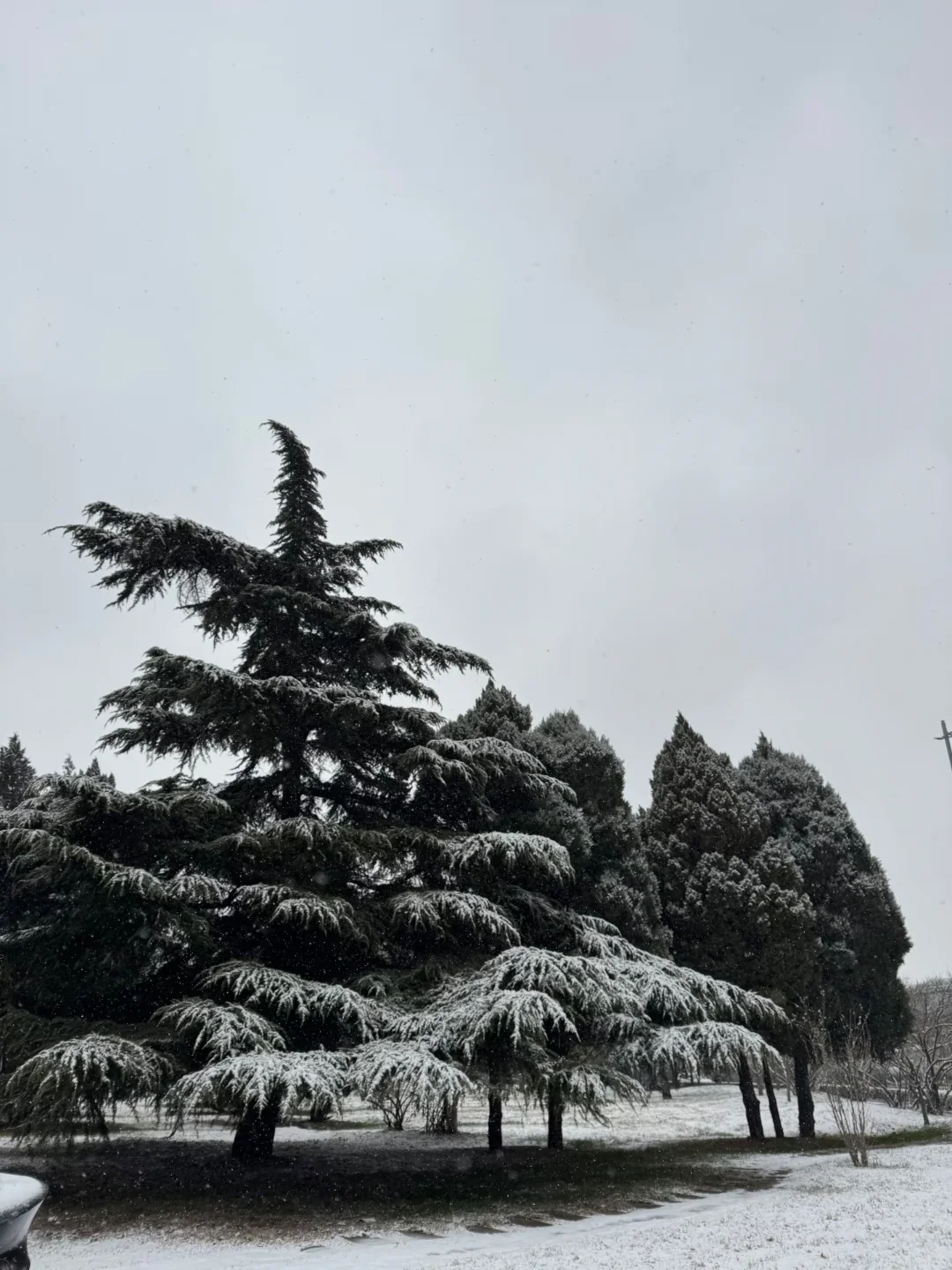 石家庄初雪❄️