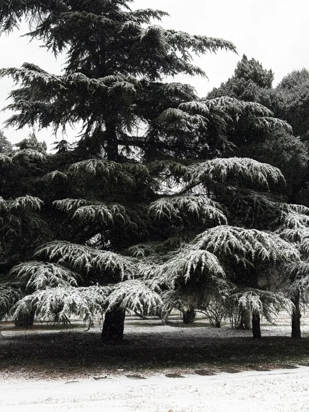 石家庄初雪❄️