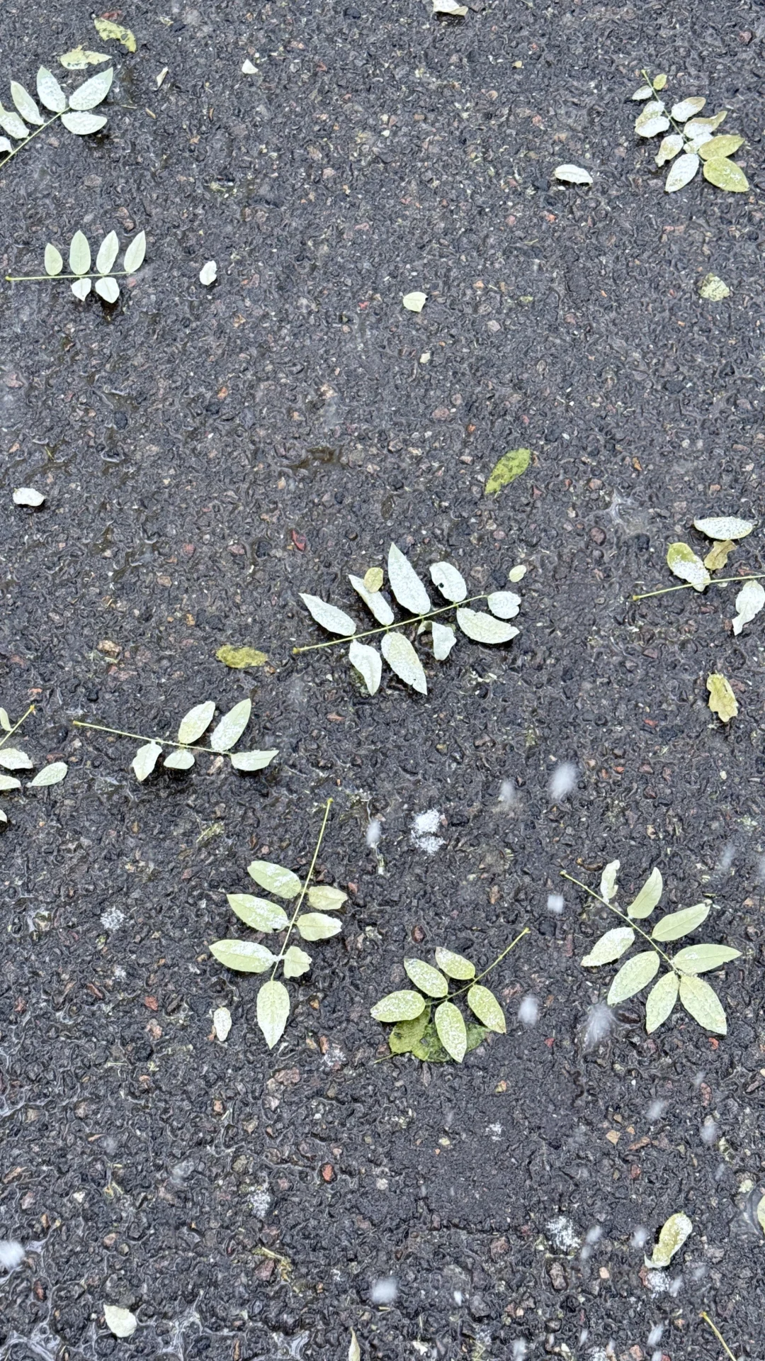 2025年12月12日，石家庄初雪❄️