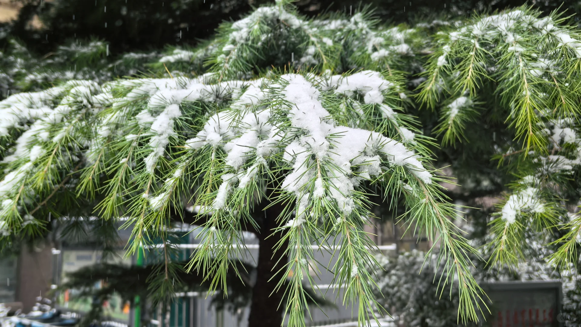 石家庄下雪啦，冬天的第一场雪🌨️